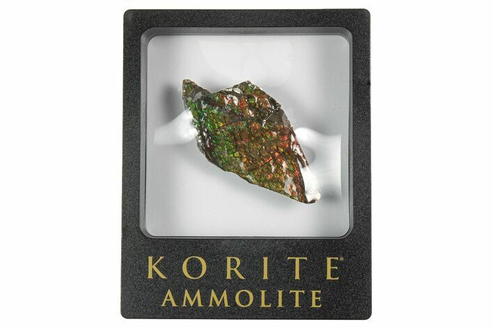 Iridescent Ammolite (Fossil Ammonite Shell) - Alberta #242947